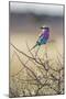 Etosha National Park, Namibia. Lilac-Breasted Roller-Janet Muir-Mounted Photographic Print
