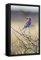 Etosha National Park, Namibia. Lilac-Breasted Roller-Janet Muir-Framed Stretched Canvas