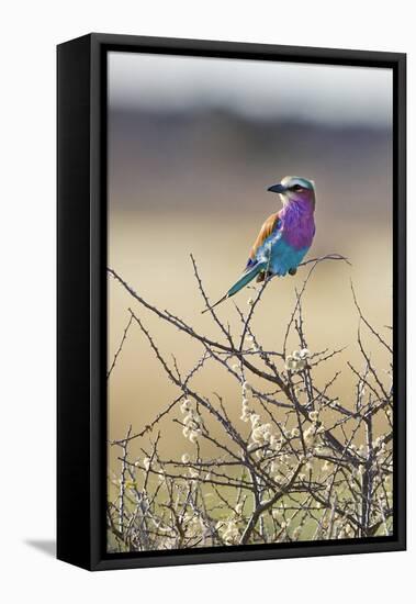 Etosha National Park, Namibia. Lilac-Breasted Roller-Janet Muir-Framed Stretched Canvas