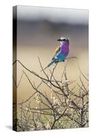 Etosha National Park, Namibia. Lilac-Breasted Roller-Janet Muir-Stretched Canvas