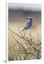 Etosha National Park, Namibia. Lilac-Breasted Roller-Janet Muir-Framed Premium Photographic Print