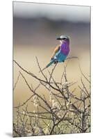 Etosha National Park, Namibia. Lilac-Breasted Roller-Janet Muir-Mounted Premium Photographic Print