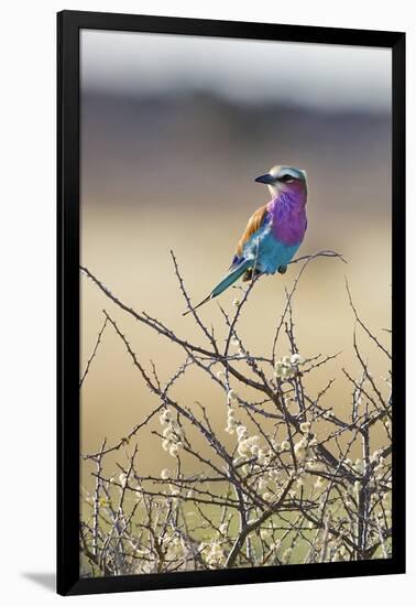 Etosha National Park, Namibia. Lilac-Breasted Roller-Janet Muir-Framed Photographic Print