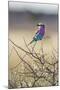 Etosha National Park, Namibia. Lilac-Breasted Roller-Janet Muir-Mounted Premium Photographic Print