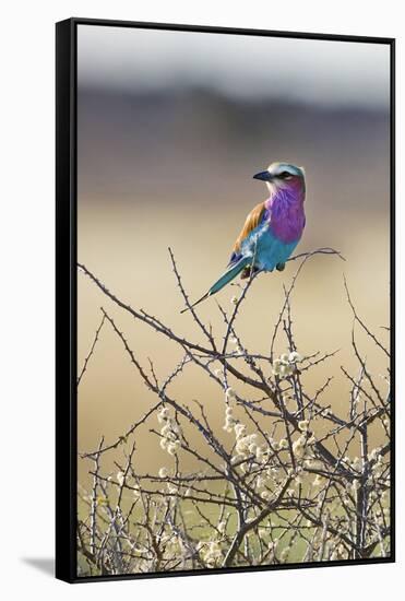 Etosha National Park, Namibia. Lilac-Breasted Roller-Janet Muir-Framed Stretched Canvas
