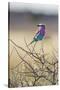 Etosha National Park, Namibia. Lilac-Breasted Roller-Janet Muir-Stretched Canvas