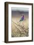 Etosha National Park, Namibia. Lilac-Breasted Roller-Janet Muir-Framed Photographic Print