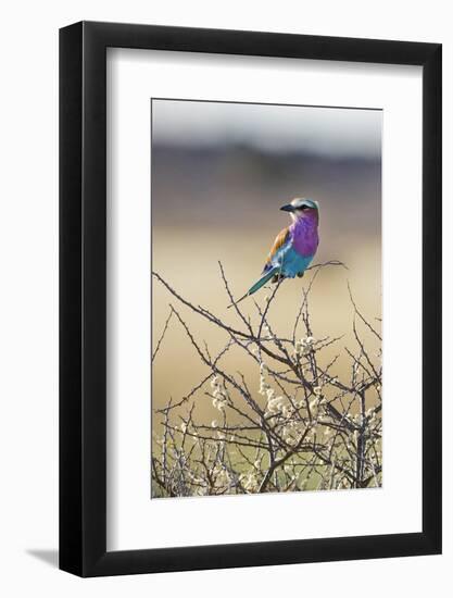 Etosha National Park, Namibia. Lilac-Breasted Roller-Janet Muir-Framed Photographic Print