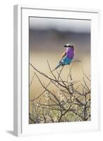 Etosha National Park, Namibia. Lilac-Breasted Roller-Janet Muir-Framed Photographic Print