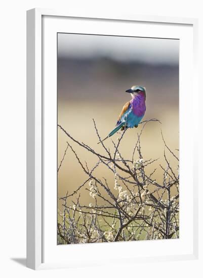 Etosha National Park, Namibia. Lilac-Breasted Roller-Janet Muir-Framed Photographic Print