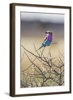Etosha National Park, Namibia. Lilac-Breasted Roller-Janet Muir-Framed Photographic Print