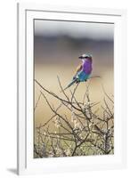 Etosha National Park, Namibia. Lilac-Breasted Roller-Janet Muir-Framed Photographic Print