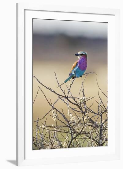 Etosha National Park, Namibia. Lilac-Breasted Roller-Janet Muir-Framed Photographic Print