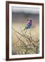 Etosha National Park, Namibia. Lilac-Breasted Roller-Janet Muir-Framed Photographic Print