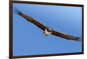 Etosha National Park, Namibia. Martial Eagle in Flight-Janet Muir-Framed Premium Photographic Print