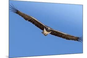 Etosha National Park, Namibia. Martial Eagle in Flight-Janet Muir-Mounted Premium Photographic Print