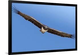 Etosha National Park, Namibia. Martial Eagle in Flight-Janet Muir-Framed Premium Photographic Print