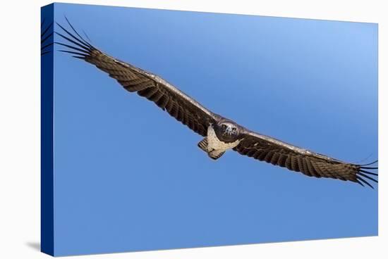 Etosha National Park, Namibia. Martial Eagle in Flight-Janet Muir-Stretched Canvas