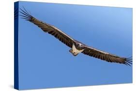 Etosha National Park, Namibia. Martial Eagle in Flight-Janet Muir-Stretched Canvas