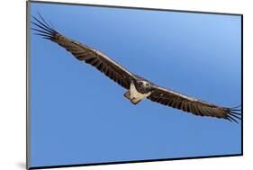 Etosha National Park, Namibia. Martial Eagle in Flight-Janet Muir-Mounted Photographic Print