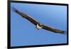 Etosha National Park, Namibia. Martial Eagle in Flight-Janet Muir-Framed Photographic Print