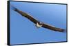 Etosha National Park, Namibia. Martial Eagle in Flight-Janet Muir-Framed Stretched Canvas