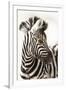 Etosha NP, Namibia, Africa. Close-up of a Young Mountain Zebra-Janet Muir-Framed Premium Photographic Print