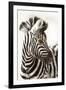 Etosha NP, Namibia, Africa. Close-up of a Young Mountain Zebra-Janet Muir-Framed Premium Photographic Print