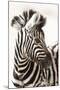 Etosha NP, Namibia, Africa. Close-up of a Young Mountain Zebra-Janet Muir-Mounted Premium Photographic Print