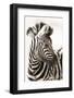 Etosha NP, Namibia, Africa. Close-up of a Young Mountain Zebra-Janet Muir-Framed Photographic Print