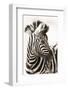 Etosha NP, Namibia, Africa. Close-up of a Young Mountain Zebra-Janet Muir-Framed Photographic Print