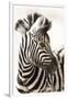 Etosha NP, Namibia, Africa. Close-up of a Young Mountain Zebra-Janet Muir-Framed Photographic Print