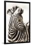 Etosha NP, Namibia, Africa. Close-up of a Young Mountain Zebra-Janet Muir-Framed Photographic Print