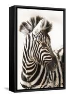 Etosha NP, Namibia, Africa. Close-up of a Young Mountain Zebra-Janet Muir-Framed Stretched Canvas