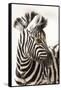 Etosha NP, Namibia, Africa. Close-up of a Young Mountain Zebra-Janet Muir-Framed Stretched Canvas