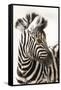 Etosha NP, Namibia, Africa. Close-up of a Young Mountain Zebra-Janet Muir-Framed Stretched Canvas