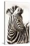 Etosha NP, Namibia, Africa. Close-up of a Young Mountain Zebra-Janet Muir-Stretched Canvas