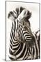 Etosha NP, Namibia, Africa. Close-up of a Young Mountain Zebra-Janet Muir-Mounted Photographic Print