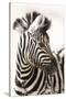 Etosha NP, Namibia, Africa. Close-up of a Young Mountain Zebra-Janet Muir-Stretched Canvas