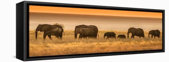 Etosha NP, Namibia, Africa. Elephants Walk in a Line at Sunset-Janet Muir-Framed Stretched Canvas