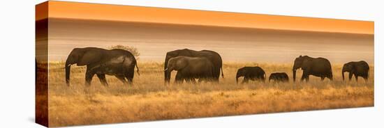 Etosha NP, Namibia, Africa. Elephants Walk in a Line at Sunset-Janet Muir-Stretched Canvas