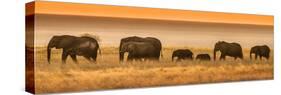 Etosha NP, Namibia, Africa. Elephants Walk in a Line at Sunset-Janet Muir-Stretched Canvas