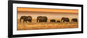 Etosha NP, Namibia, Africa. Elephants Walk in a Line at Sunset-Janet Muir-Framed Photographic Print