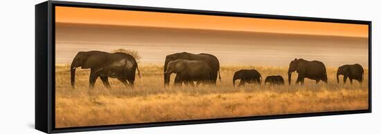 Etosha NP, Namibia, Africa. Elephants Walk in a Line at Sunset-Janet Muir-Framed Stretched Canvas