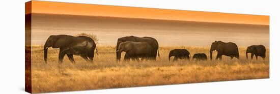 Etosha NP, Namibia, Africa. Elephants Walk in a Line at Sunset-Janet Muir-Stretched Canvas