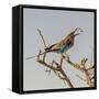 Etosha NP, Namibia, Africa, Lilac-breasted Roller flipping a grasshopper into its mouth.-Karen Ann Sullivan-Framed Stretched Canvas