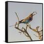 Etosha NP, Namibia, Africa, Lilac-breasted Roller flipping a grasshopper into its mouth.-Karen Ann Sullivan-Framed Stretched Canvas