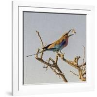 Etosha NP, Namibia, Africa, Lilac-breasted Roller flipping a grasshopper into its mouth.-Karen Ann Sullivan-Framed Photographic Print