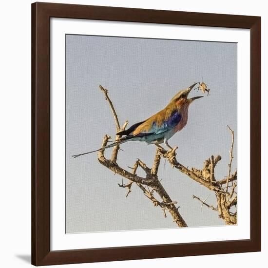 Etosha NP, Namibia, Africa, Lilac-breasted Roller flipping a grasshopper into its mouth.-Karen Ann Sullivan-Framed Photographic Print