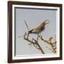 Etosha NP, Namibia, Africa, Lilac-breasted Roller flipping a grasshopper into its mouth.-Karen Ann Sullivan-Framed Photographic Print